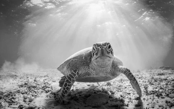 Tortuga marina nadando en aguas abiertas del océano